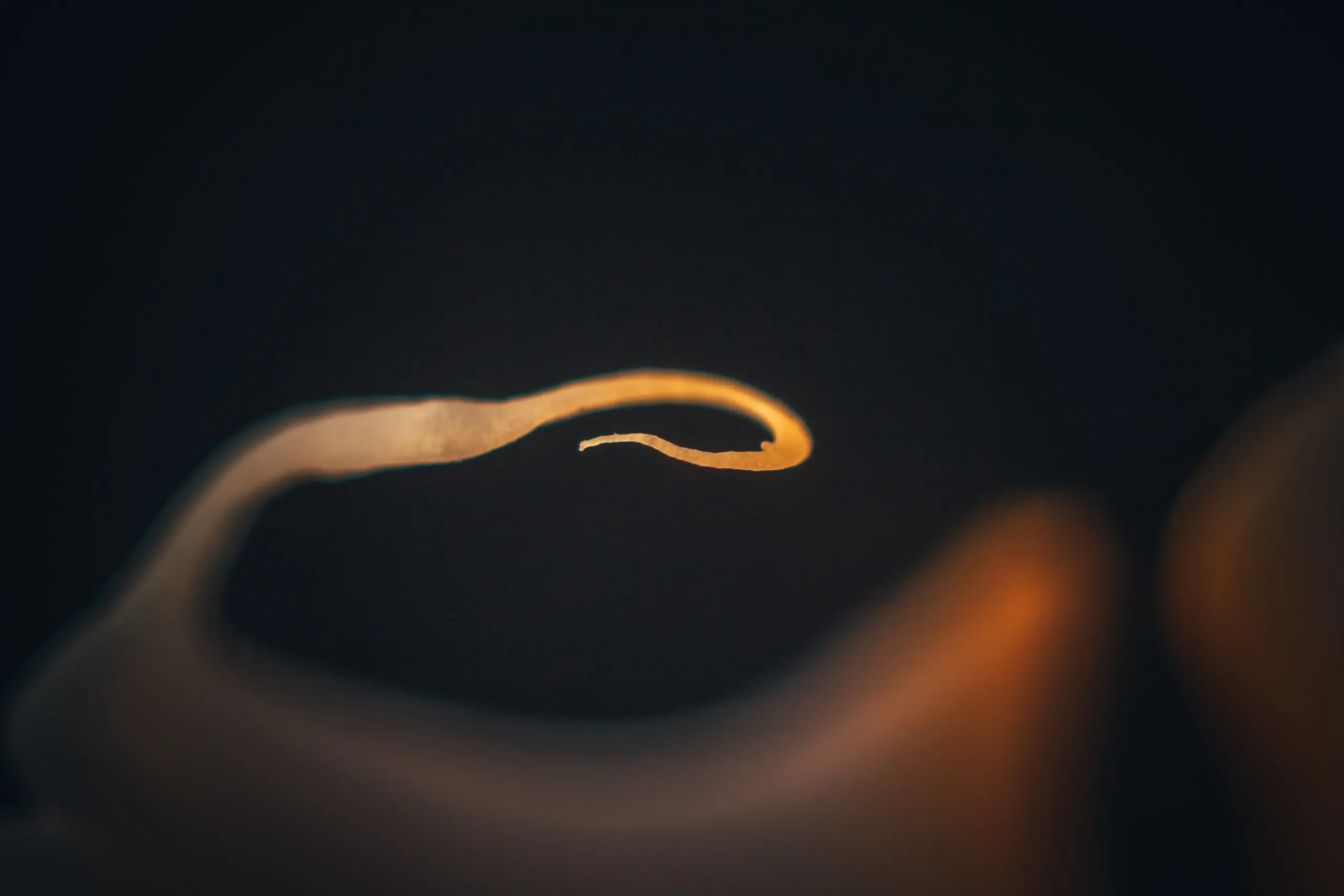 raimond-klavins-8qXbYY_ltZo-unsplash