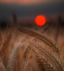 93899004_101880074842339_2264228860629352448_n