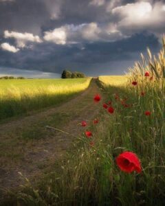 95482740_115658510131162_1896621935454846976_n