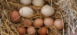 kana-muna-toit-sook-toiuaine