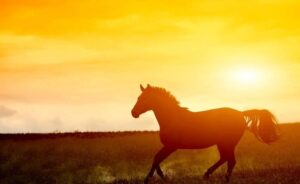 101114328_1654553448043512_4752478052867375104_n_1654553444710179