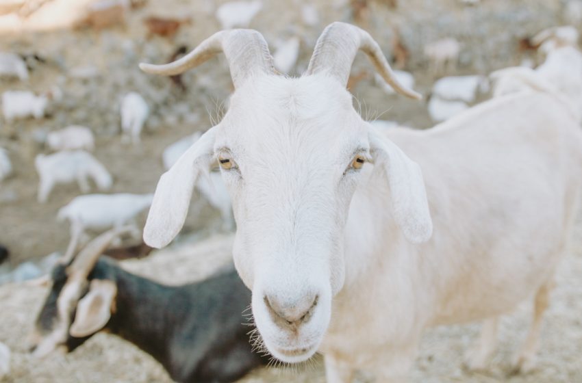 caleb-woods-EddYw_S1x14-unsplash-850x560