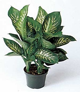 1381738208-77_2028979869b7b4012135f6b86f16fbf0