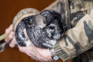 Loomakaitsjad päästsid piinarikkast surmast 105 tšintšiljat. 7 125421875 1299102323765022 2156272226175440462 o