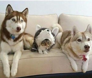 42892329_1240233342781158_8128017636773593088_n