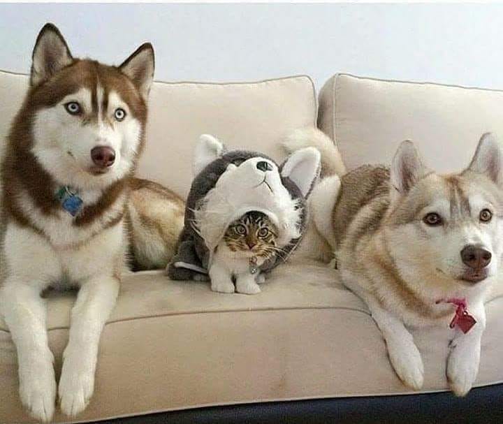 42892329_1240233342781158_8128017636773593088_n