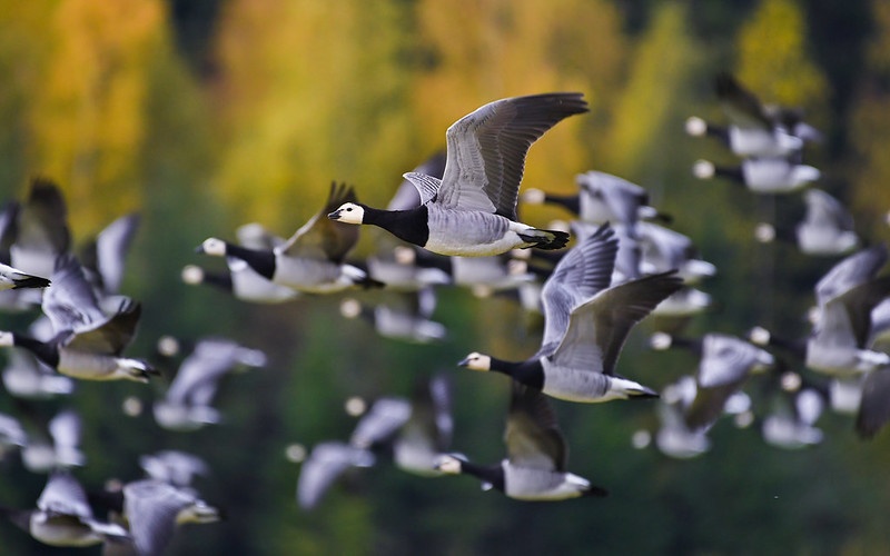 48916625477_da2d3c1227_c