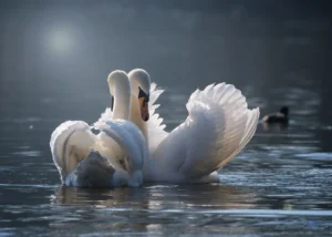 swan-4013225_1280