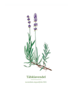 lavendelAutor Helje Eelma