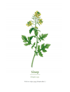 sinepAutor Helje Eelma