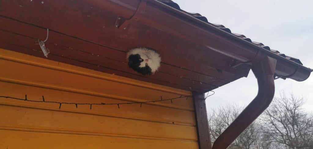 Auku kinni jaanud kass