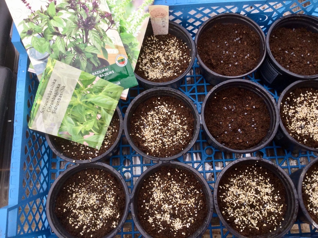 Basiilikute-seemned-on-külvatud_toodeldud