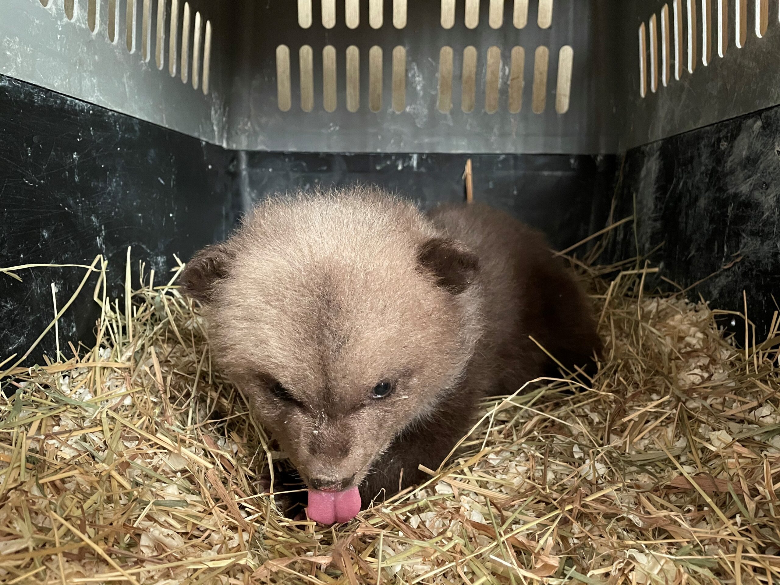 Karupoeg (2)_Foto Britta Kalgan