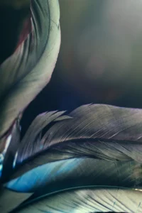 feather-4718580_1280