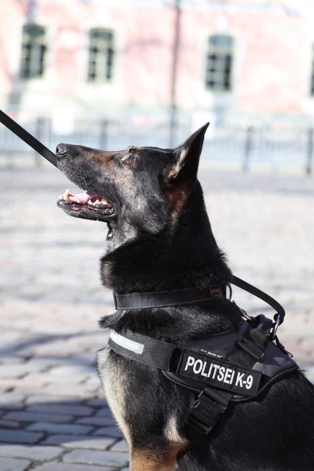 172219653 3889452701101920 8535954656624530375 n