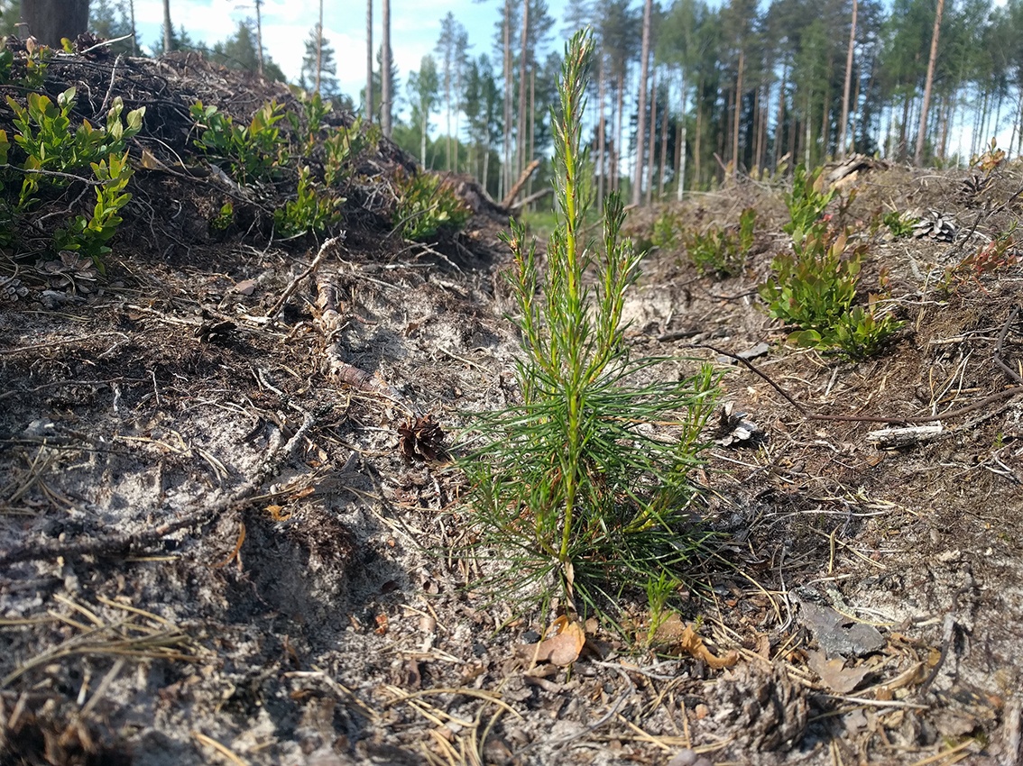 Istutatud männitaim_Foto_Tanel Niklus