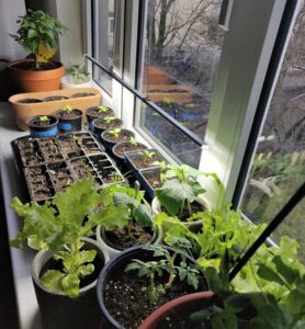 tomat-aknalaual-maaeluministeerium