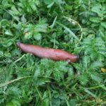 Hispaania teetigu. Foto_Andri Küüts