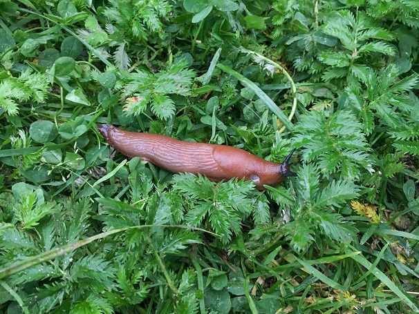 Hispaania teetigu. Foto_Andri Küüts