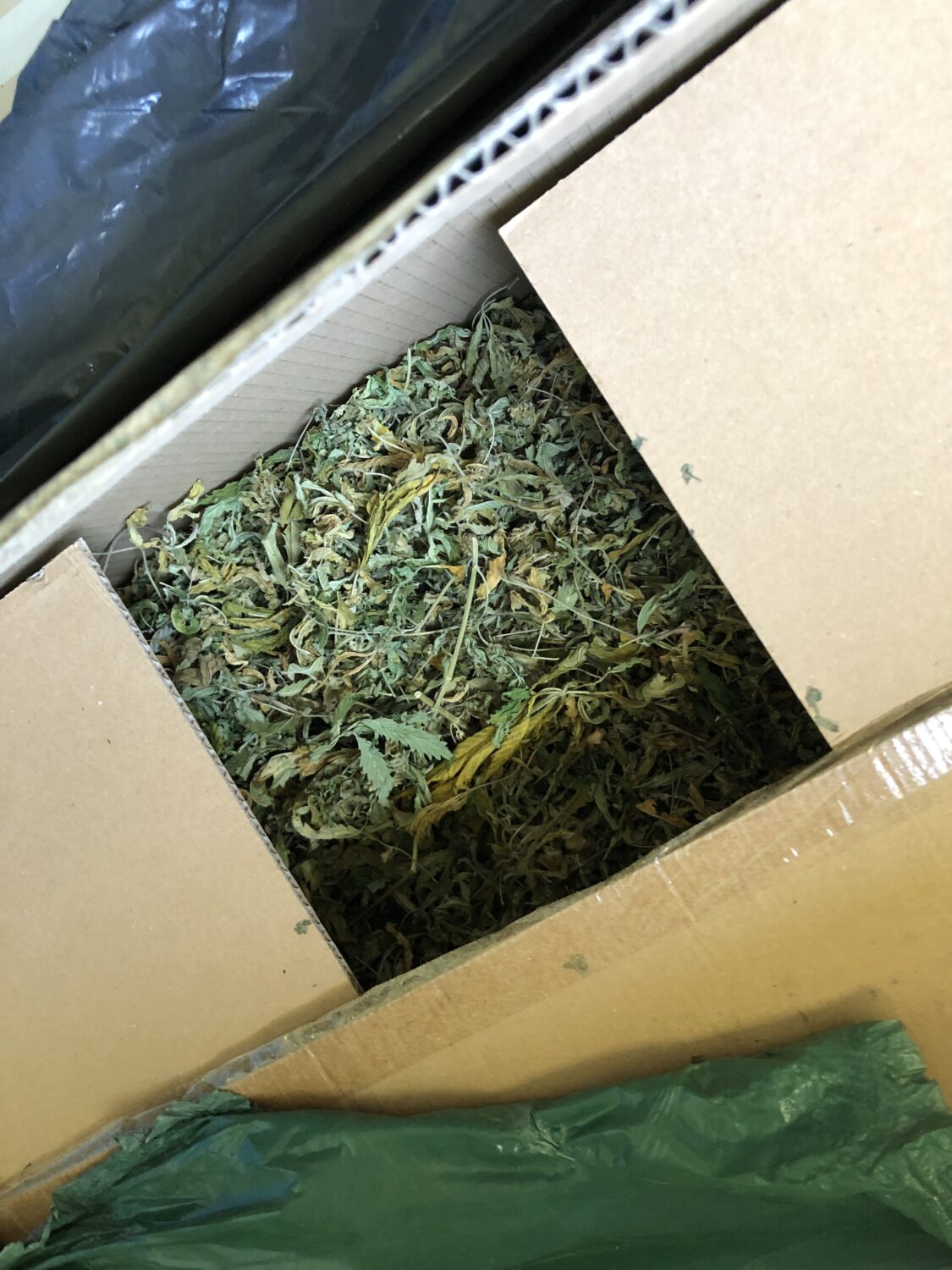 Kanepikasvatus Pärnumaal (3)