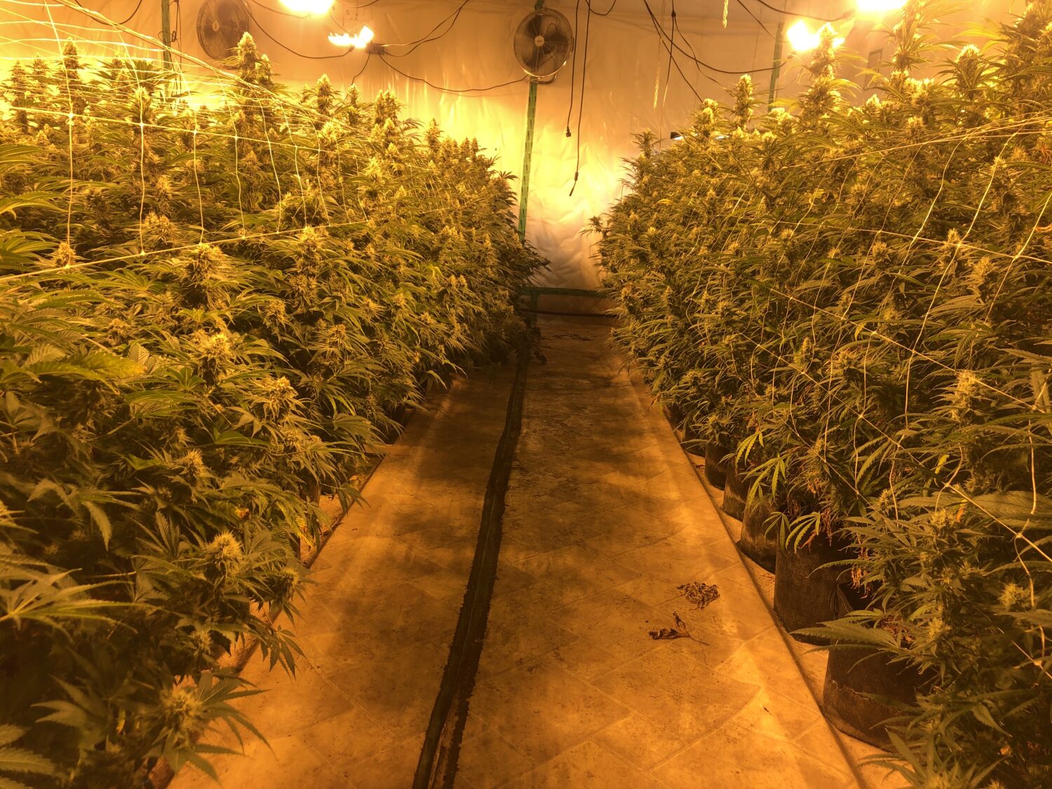 Kanepikasvatus Pärnumaal (8)