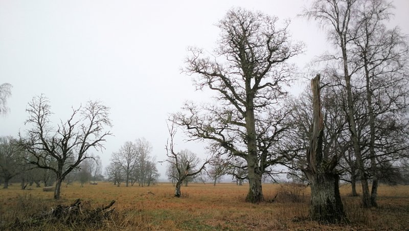 madapea_puisniit_sugisel._foto_liggi_namm