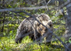 Karu_Foto_Aimar Rakko_Keskkonnaamet