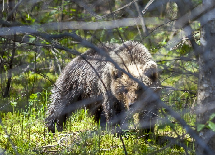 Karu_Foto_Aimar Rakko_Keskkonnaamet
