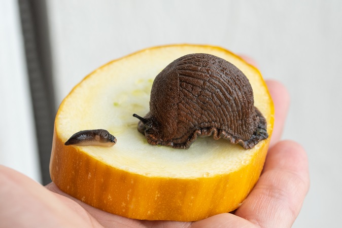 mustpeanälkjas-ja-hipaania-teetigu_keskkonnaamet-Maris-Sepp