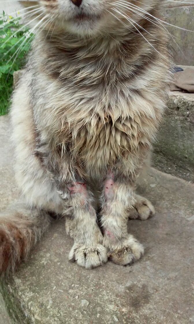 KOHUTAV: Kes tulistab Viliveres kasse? Hoiatus! Häirivad fotod. 18 20170709 105006