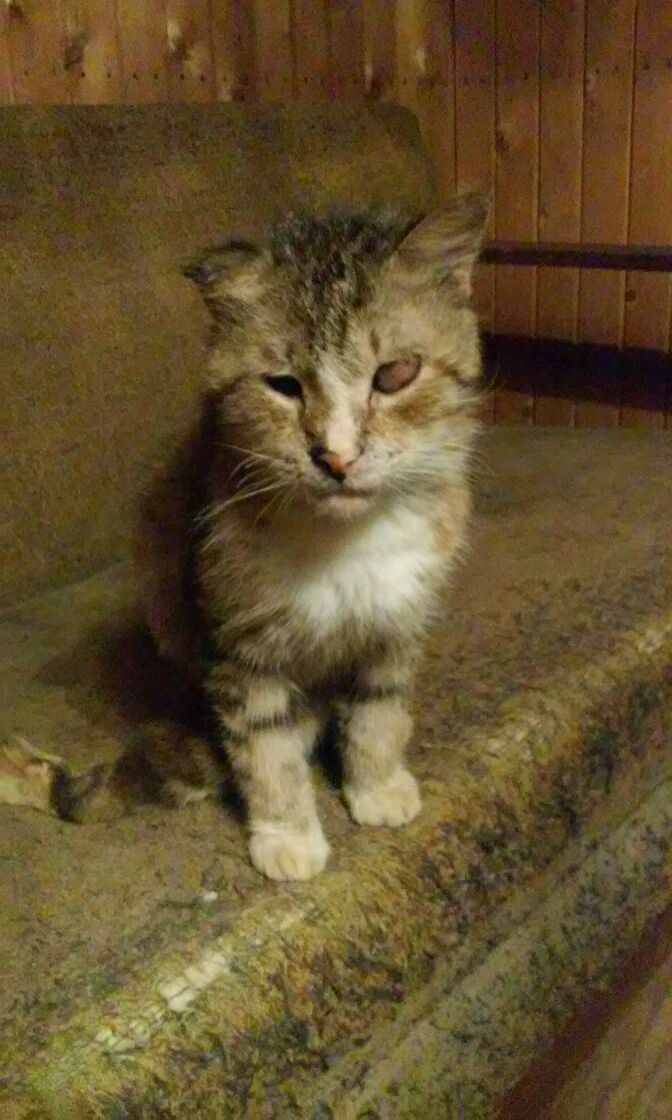 KOHUTAV: Kes tulistab Viliveres kasse? Hoiatus! Häirivad fotod. 17 20180317 201716005