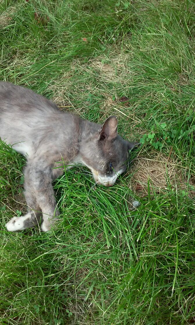 KOHUTAV: Kes tulistab Viliveres kasse? Hoiatus! Häirivad fotod. 16 20210710 190224