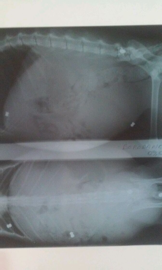 KOHUTAV: Kes tulistab Viliveres kasse? Hoiatus! Häirivad fotod. 15 20210716 165309 1