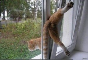 1370955670_38738039 (1)