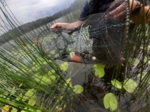 Märgistuseta püügivahend väikeste vähkidega_ 2021