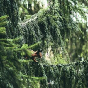 Hobifotograaf Silver