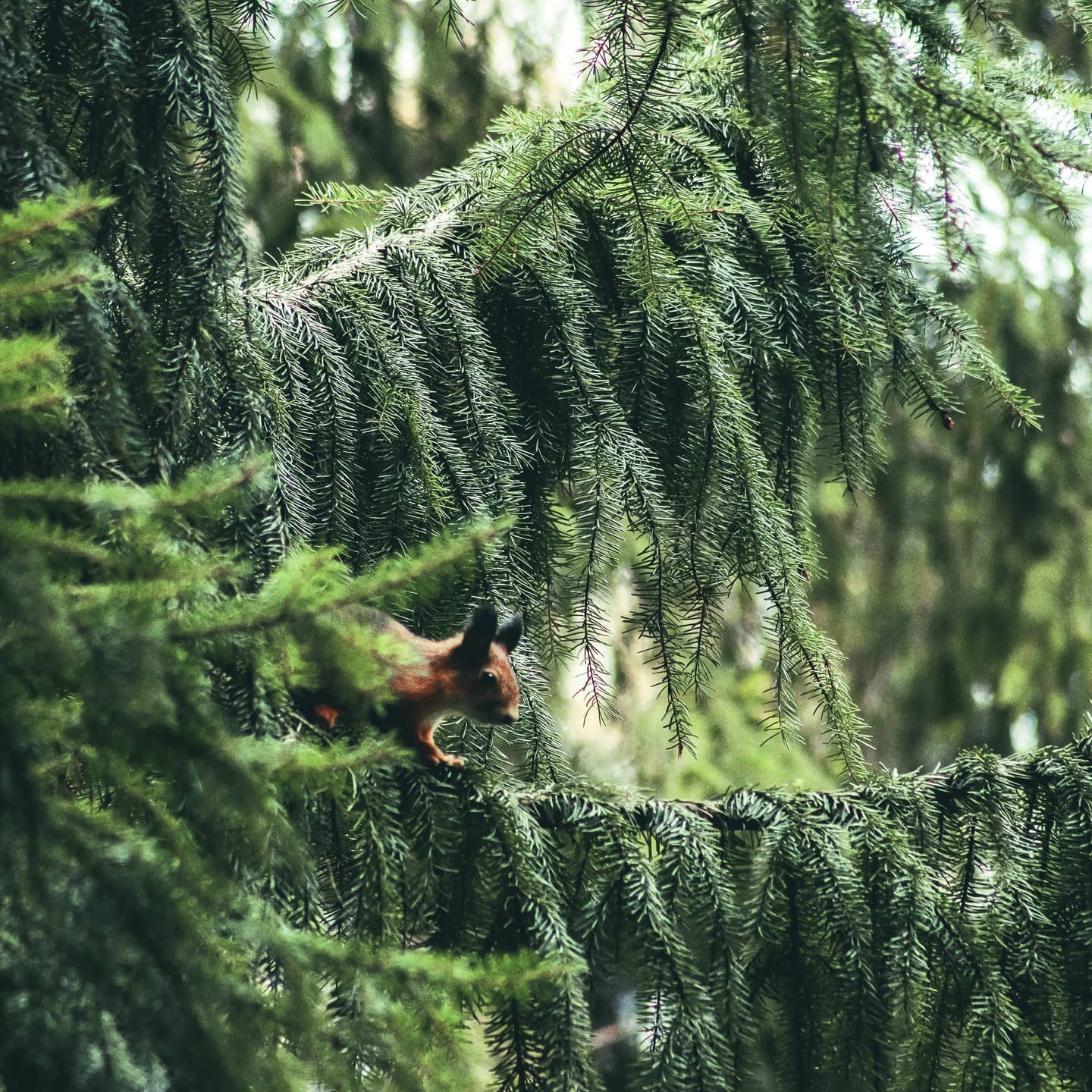 Hobifotograaf Silver