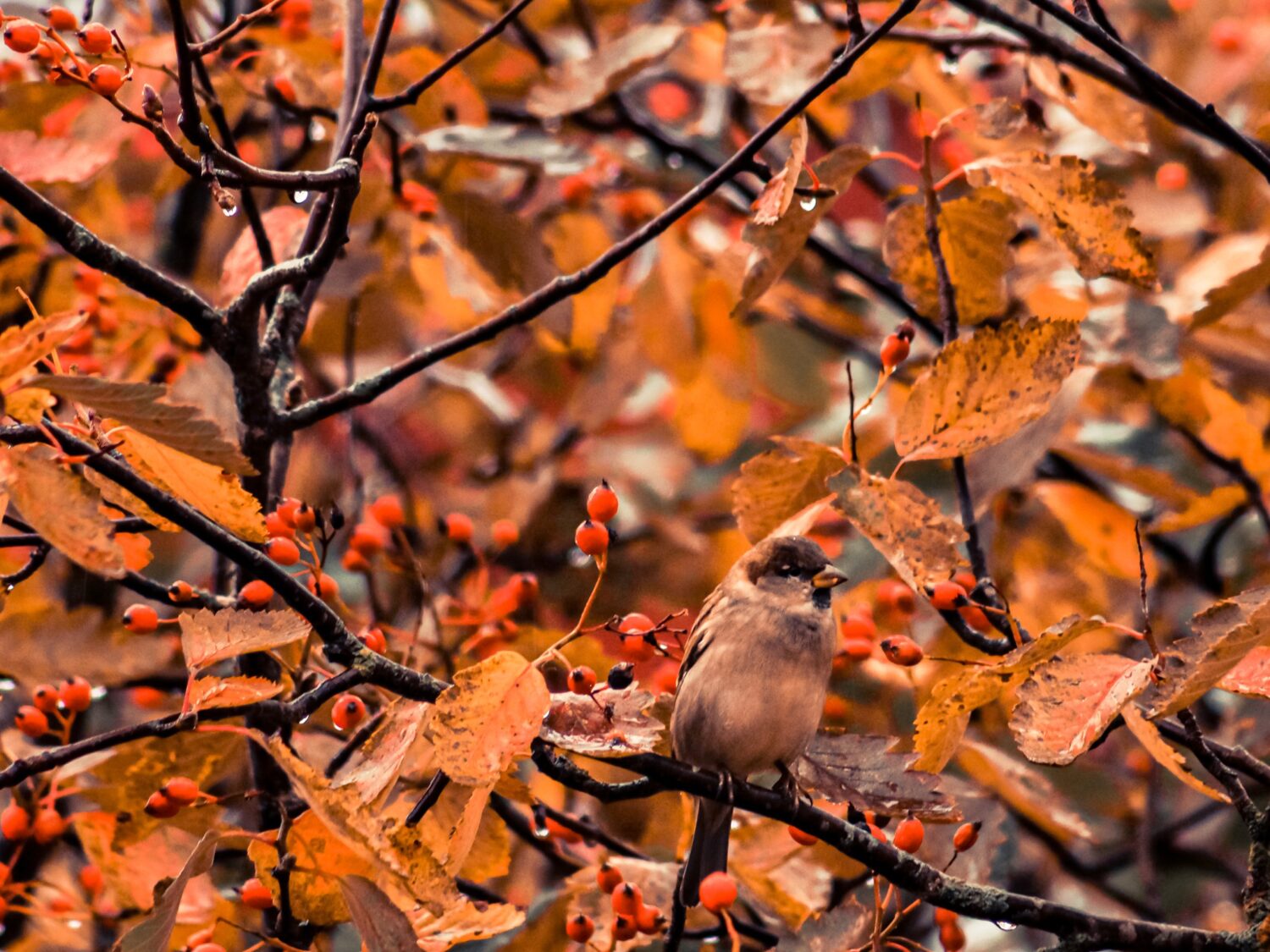 Hobifotograaf Silver