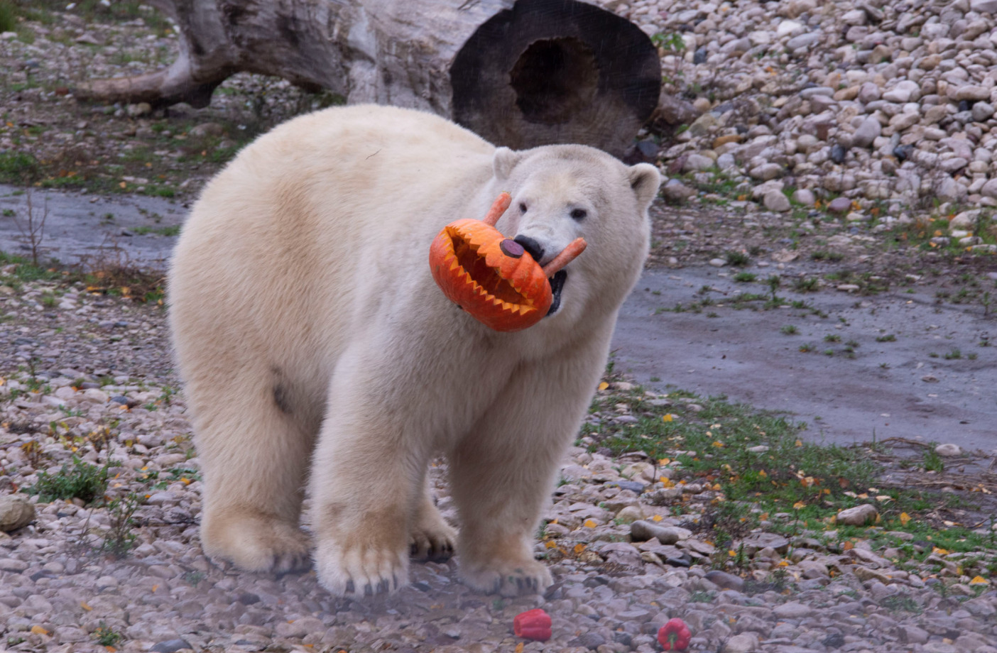 Screenshot 2021-10-27 at 09.42.33