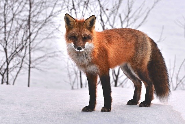 fox-gf74263022_640