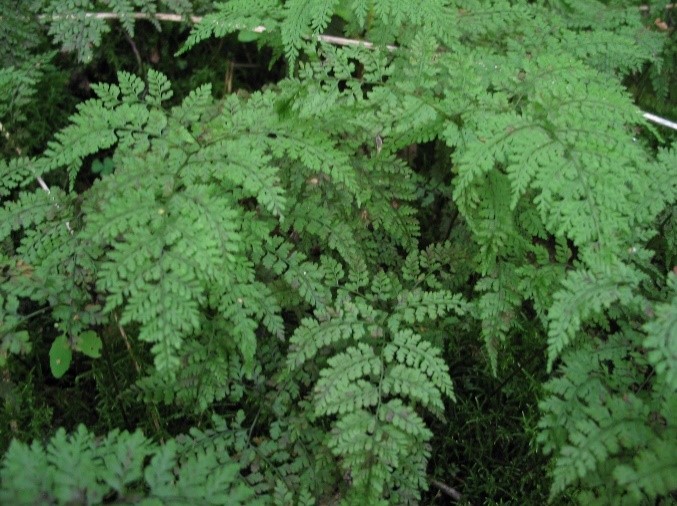 271532112 4610262195763094 2986911774458191970 n