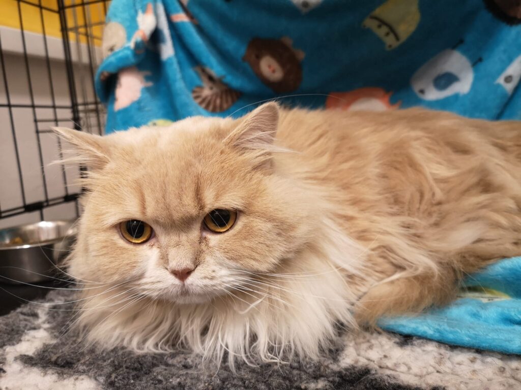 271714616 4825767514150966 6705696723728913452 n