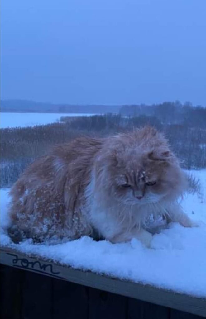 271750283 4825767287484322 2064616448770586772 n