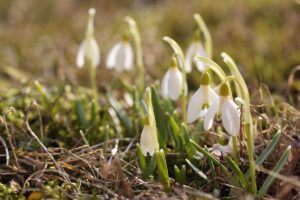 Galanthus_nivalis_Harilik_lumikelluke_estonia