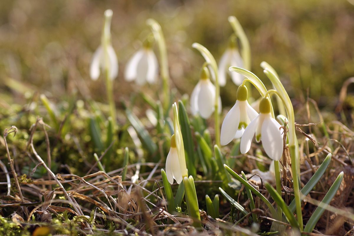 Galanthus_nivalis_Harilik_lumikelluke_estonia