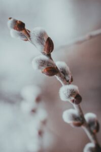 daniil-silantev-0tzWjsUUot8-unsplash