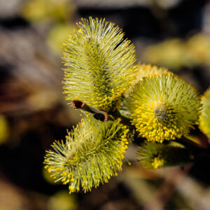 20220420142712__MG_0339