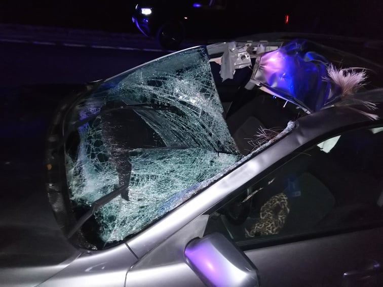 Altnurga õnnetus põdraga