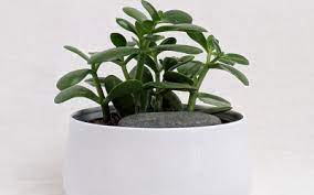 Just see taim aitab koju rikkust tuua. 4 download