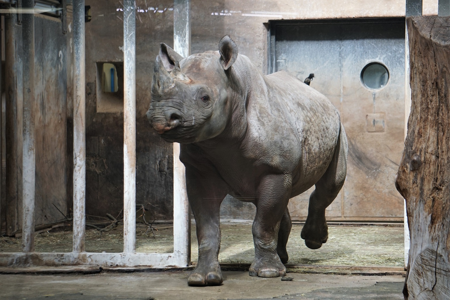 teravmokk-ninasarvik-Kibeta_foto-Inari-Leiman